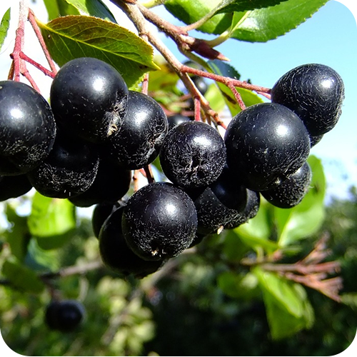 CHOKEBERRY