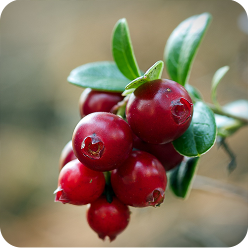 CRANBERRY