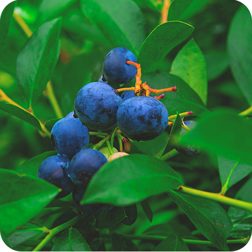 BILBERRY
