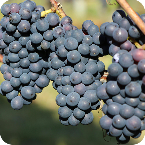 RED GRAPES