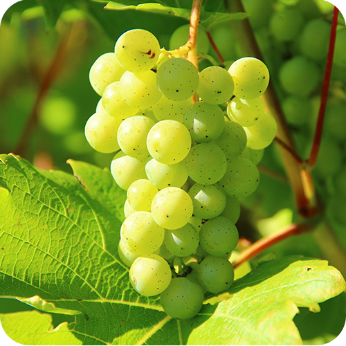 WHITE GRAPES
