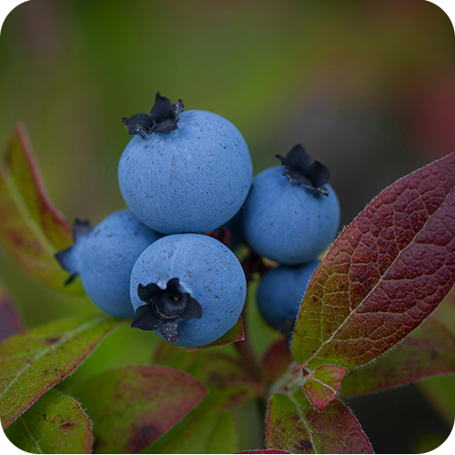 Blueberry