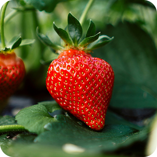 STRAWBERRY