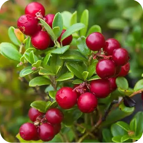 LINGONBERRY