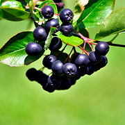 Blackcurrant Berry