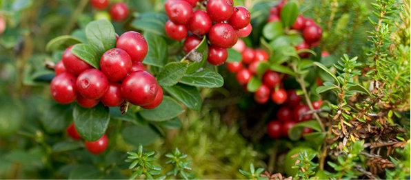Health & Benefits of Lingonberries